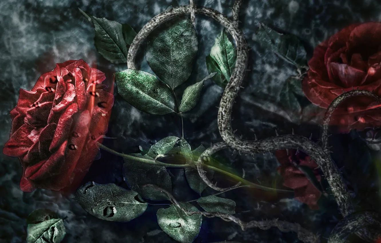 Photo wallpaper drops, flowers, rain, Gothic, roses, spikes