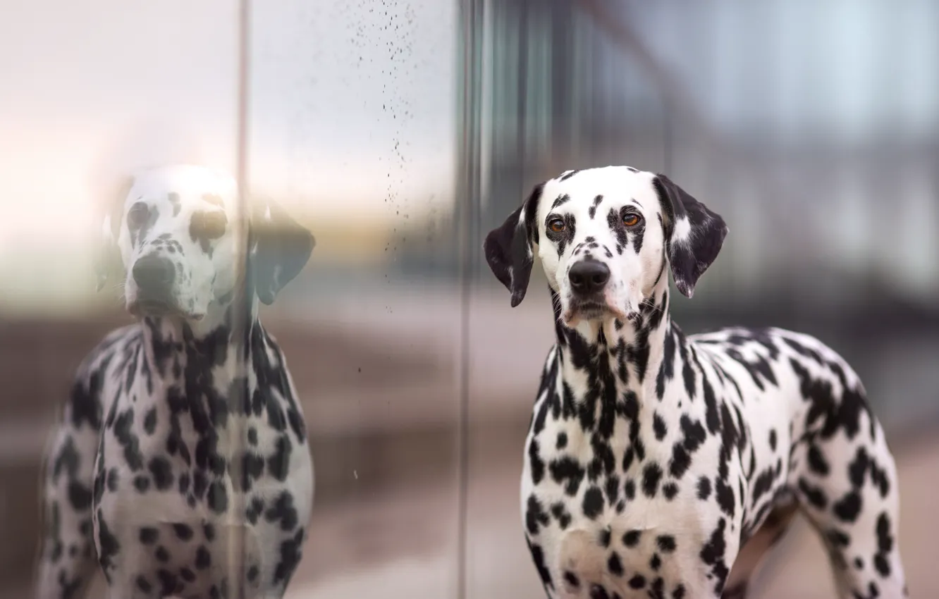 Photo wallpaper glass, dog, Dalmatians