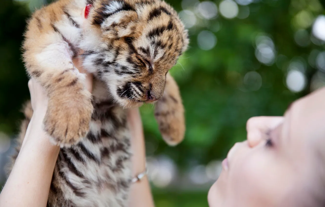 Photo wallpaper kitty, manual, tiger, home