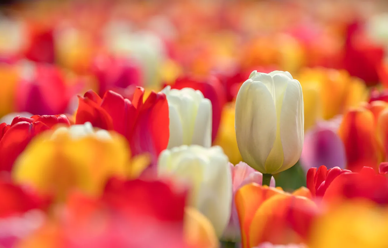 Photo wallpaper white, Bud, tulips, colorful, bokeh