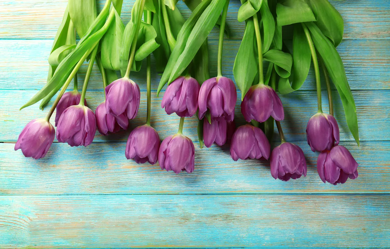 Photo wallpaper flowers, bouquet, tulips, wood, flowers, tulips, spring, purple