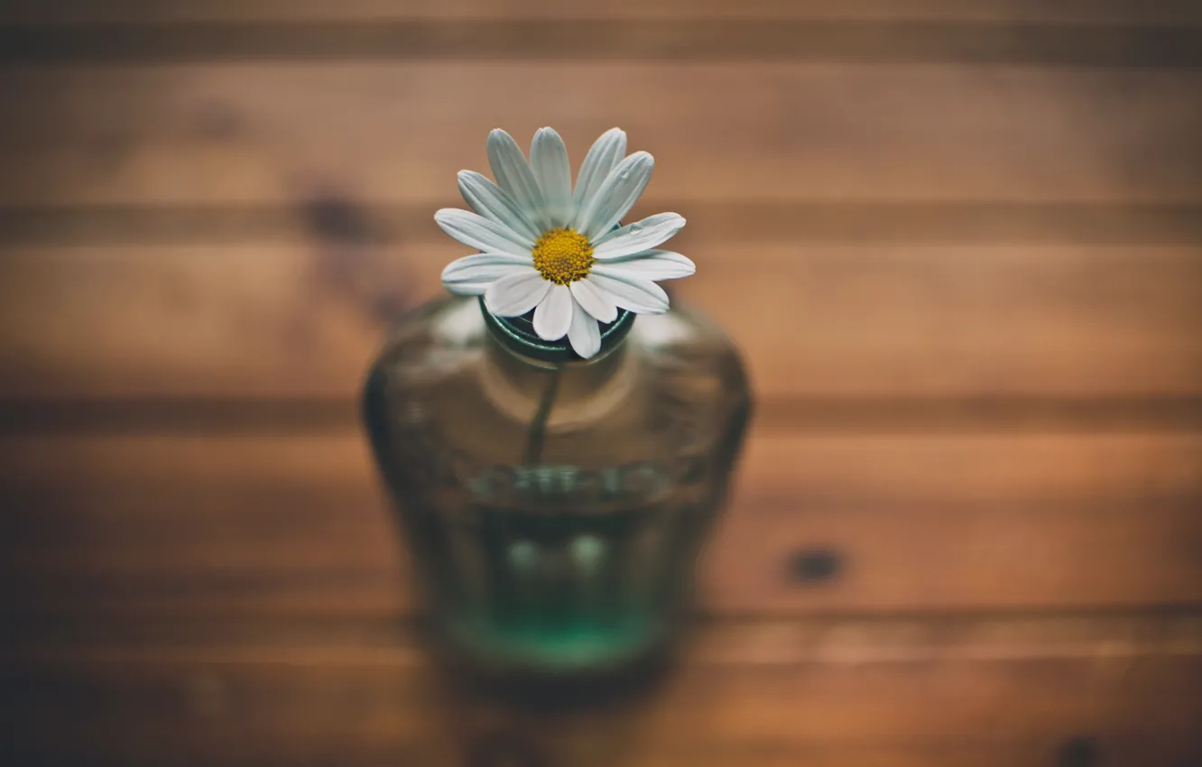 Photo wallpaper flower, Daisy, vase