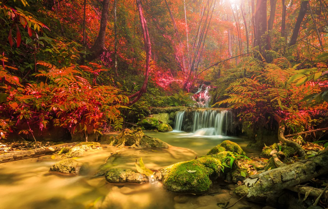 Photo wallpaper autumn, forest, the sun, light, trees, branches, nature, stones