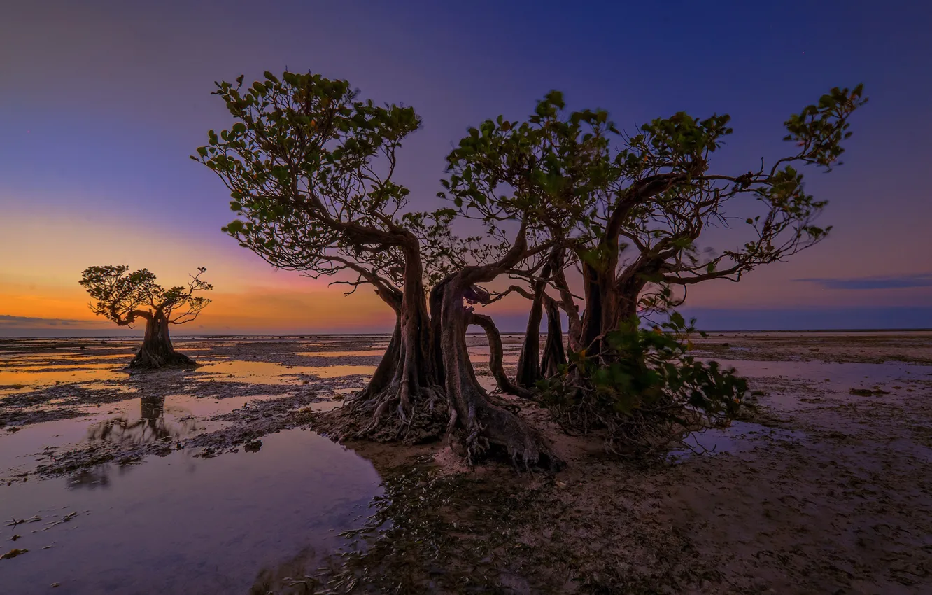 Photo wallpaper trees, tide, glow