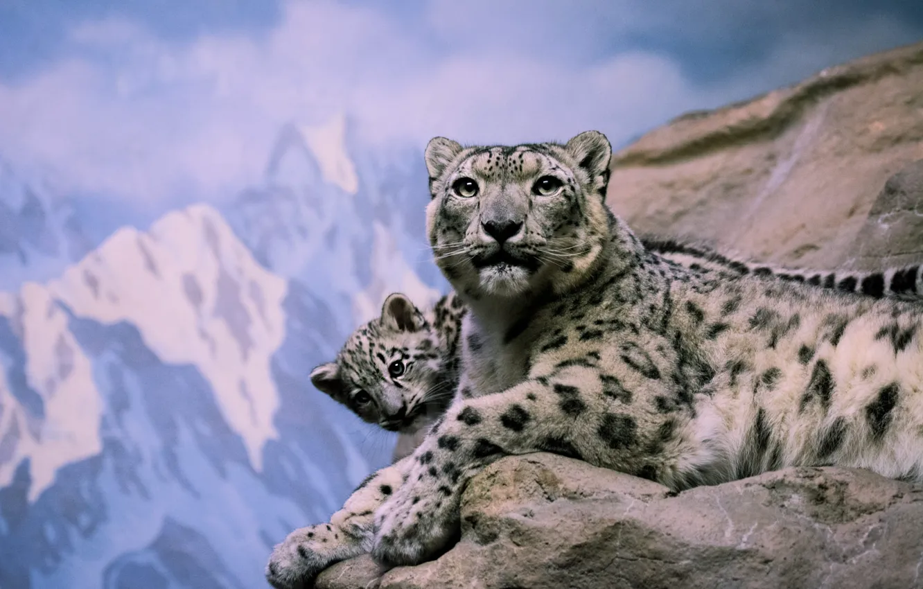 Photo wallpaper winter, the sky, look, face, clouds, snow, mountains, nature