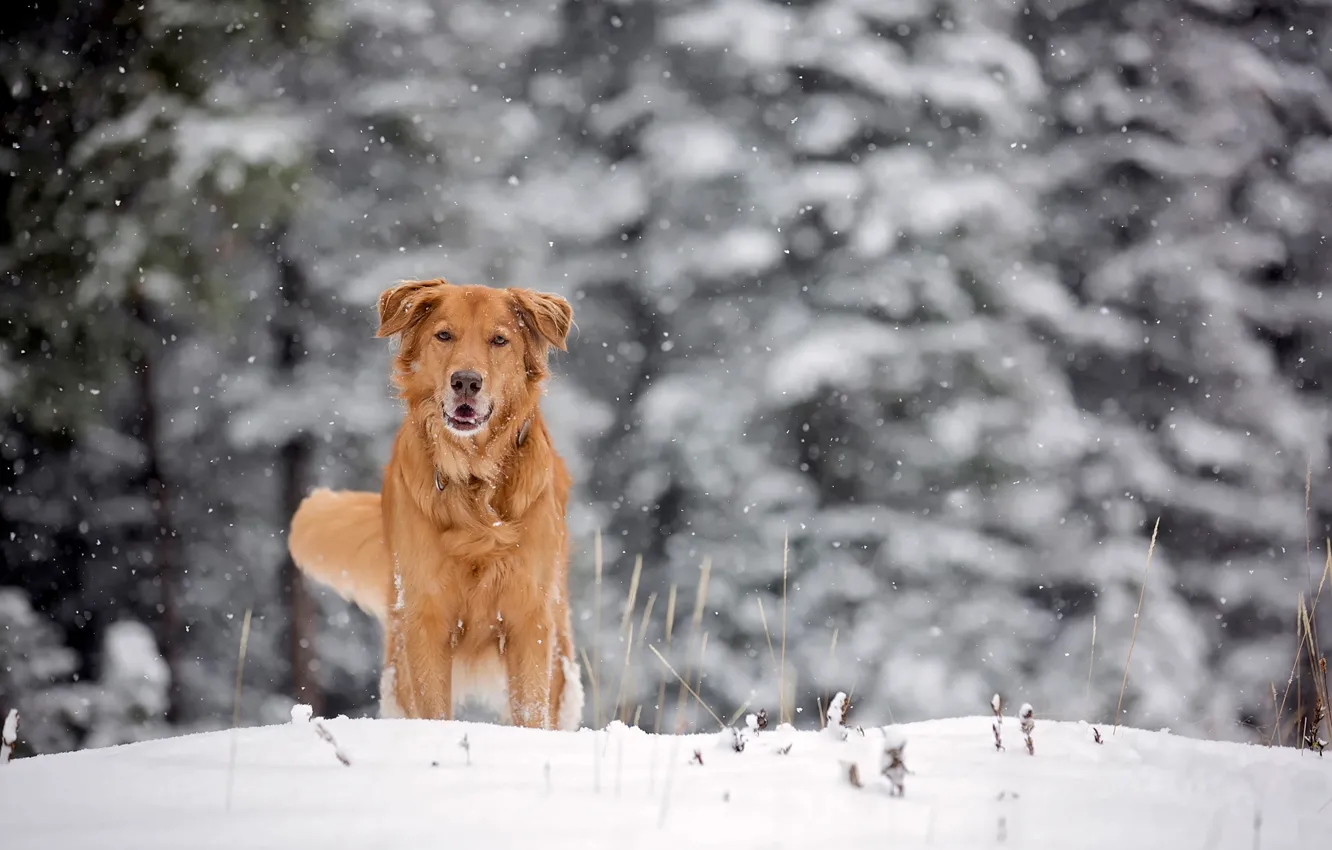 Photo wallpaper winter, snow, dog, red