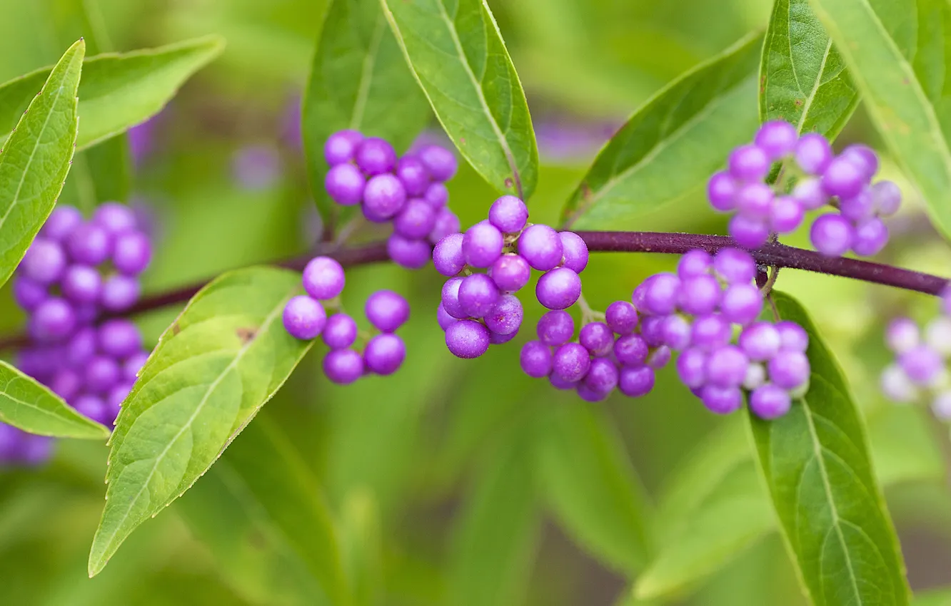Photo wallpaper macro, berries, Cranioplastic American, American Beautyberry, Callicarpa americana
