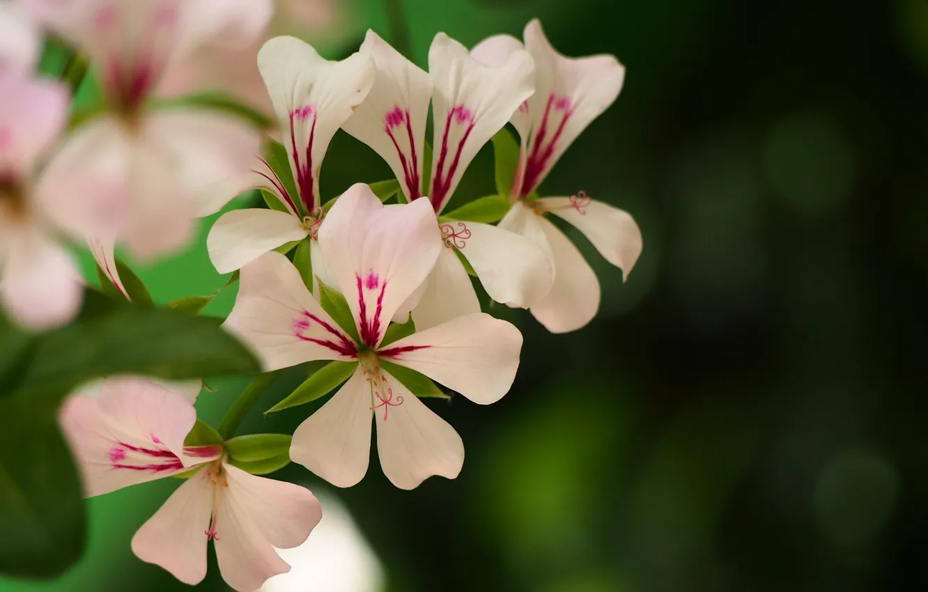 Photo wallpaper macro, strips, flowers, geranium