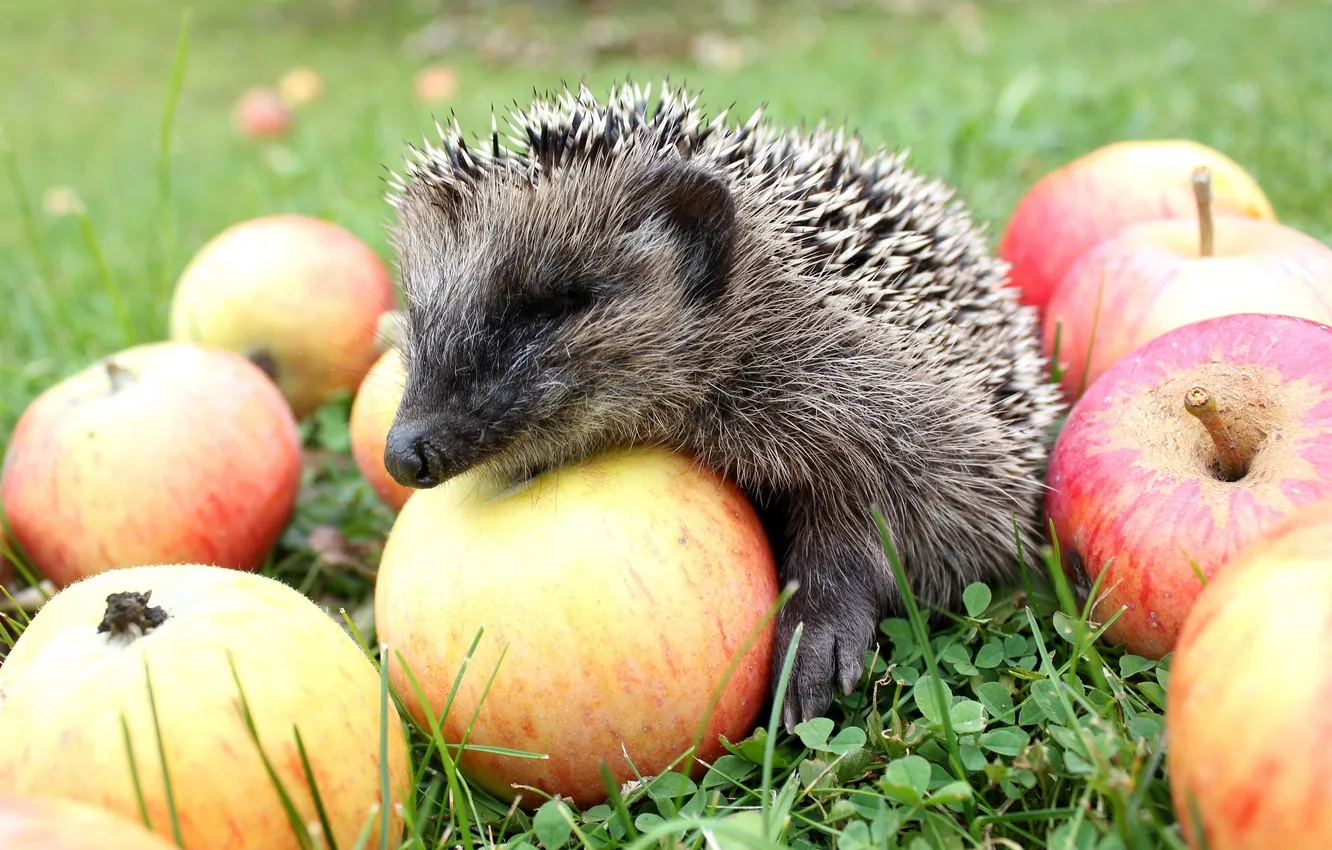 Photo wallpaper apples, hedgehog