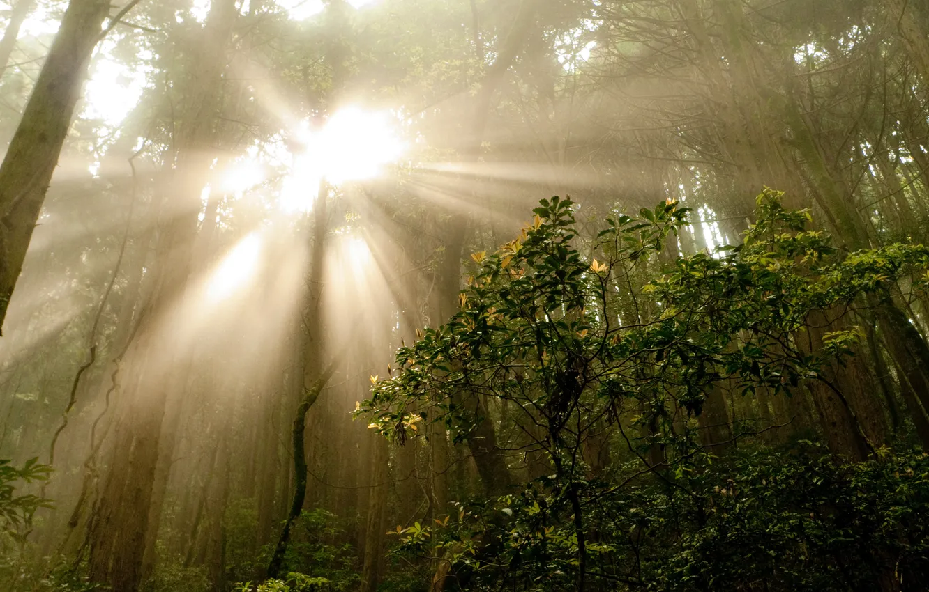 Photo wallpaper forest, rays, light, nature