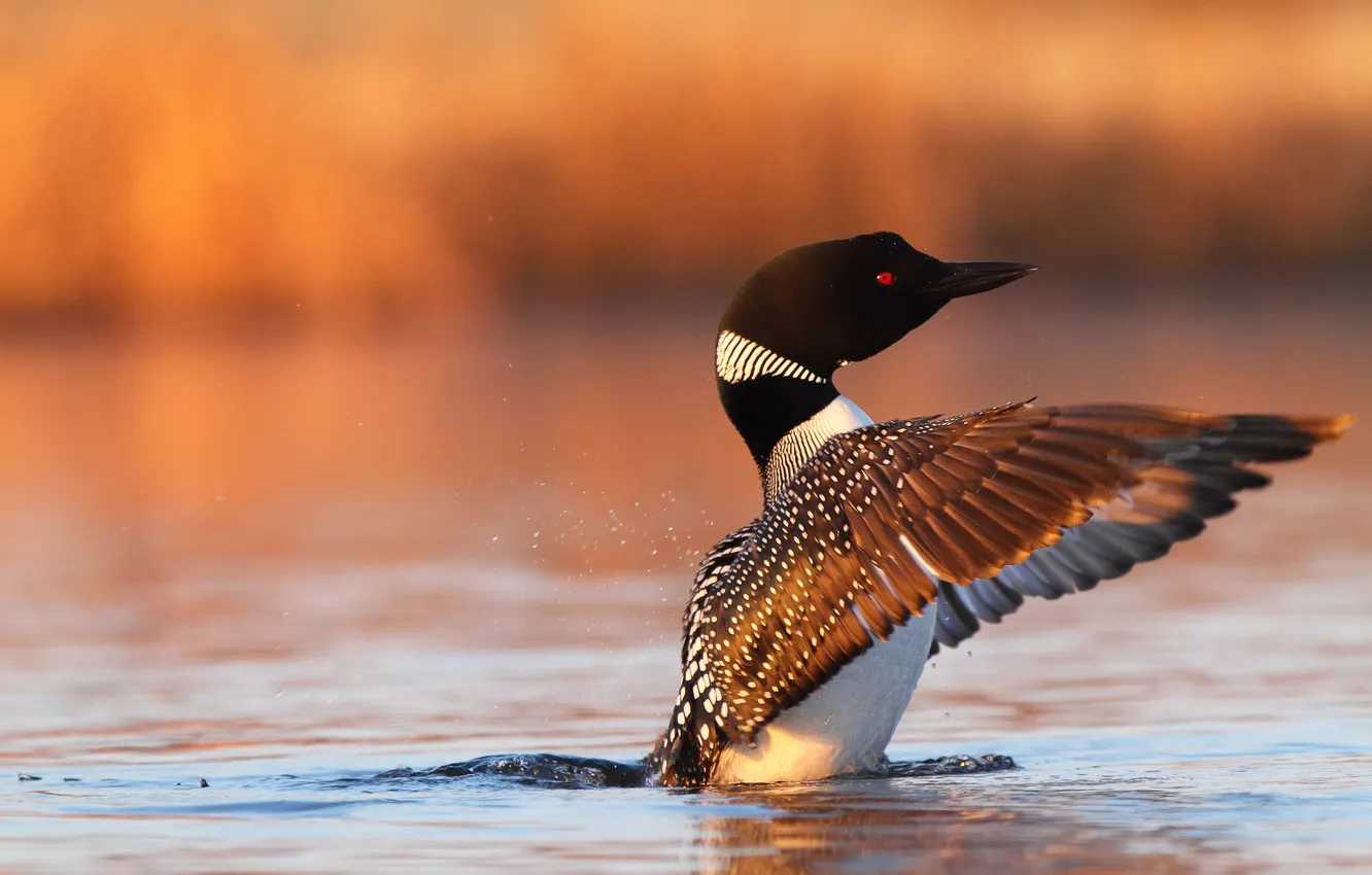 Photo wallpaper water, squirt, bird, wings, Gavia immer, Chernokova Loon, Arctic Loon