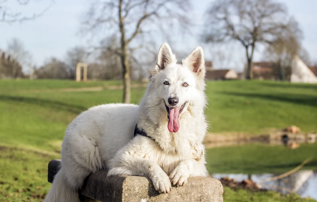 Photo wallpaper look, each, dog