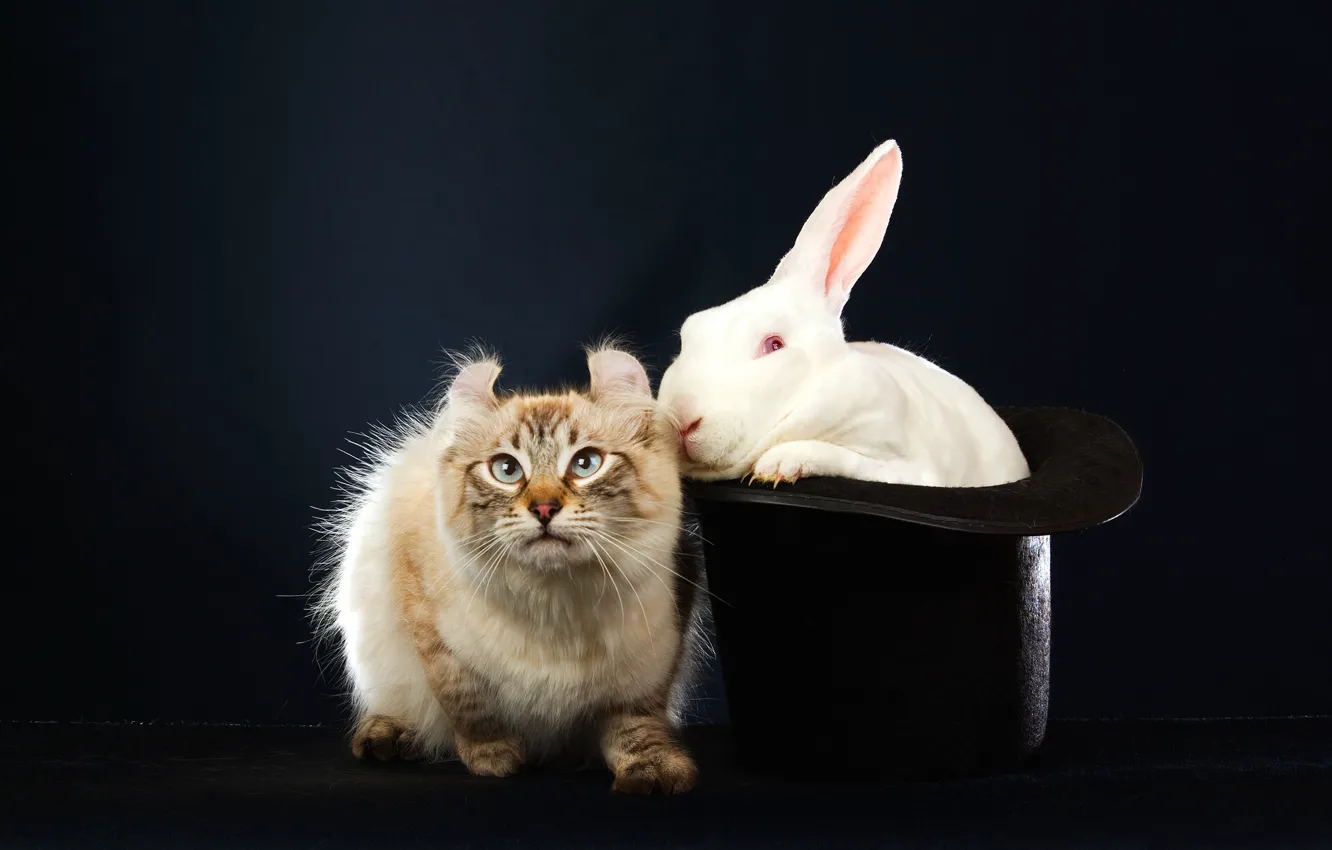 Photo wallpaper cat, white, cat, look, pose, the dark background, emotions, animal