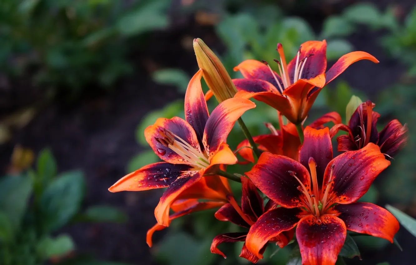 Photo wallpaper red, flower, garden, color, lilies, blooming