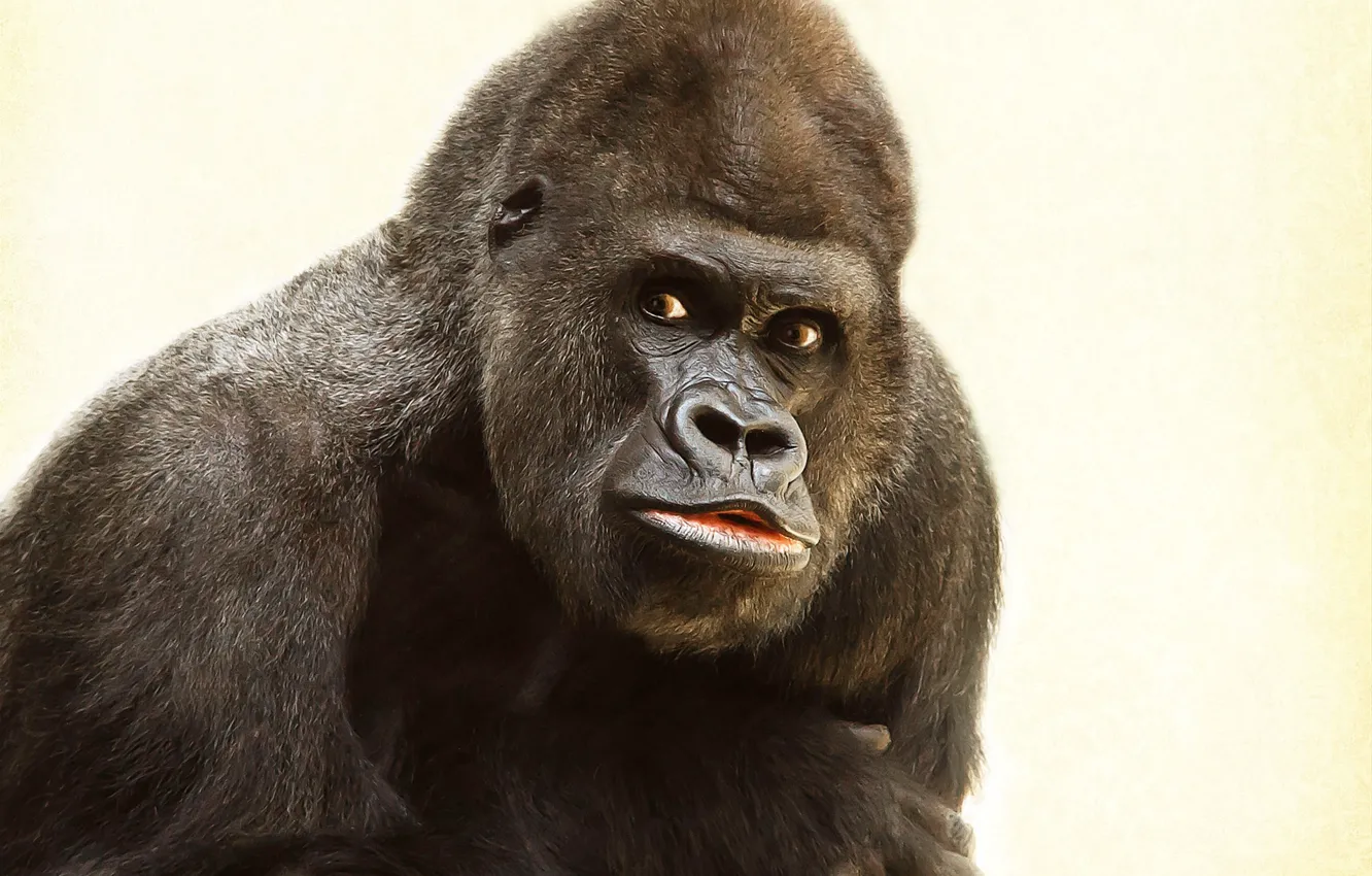 Photo wallpaper animal, wildlife, gorilla-