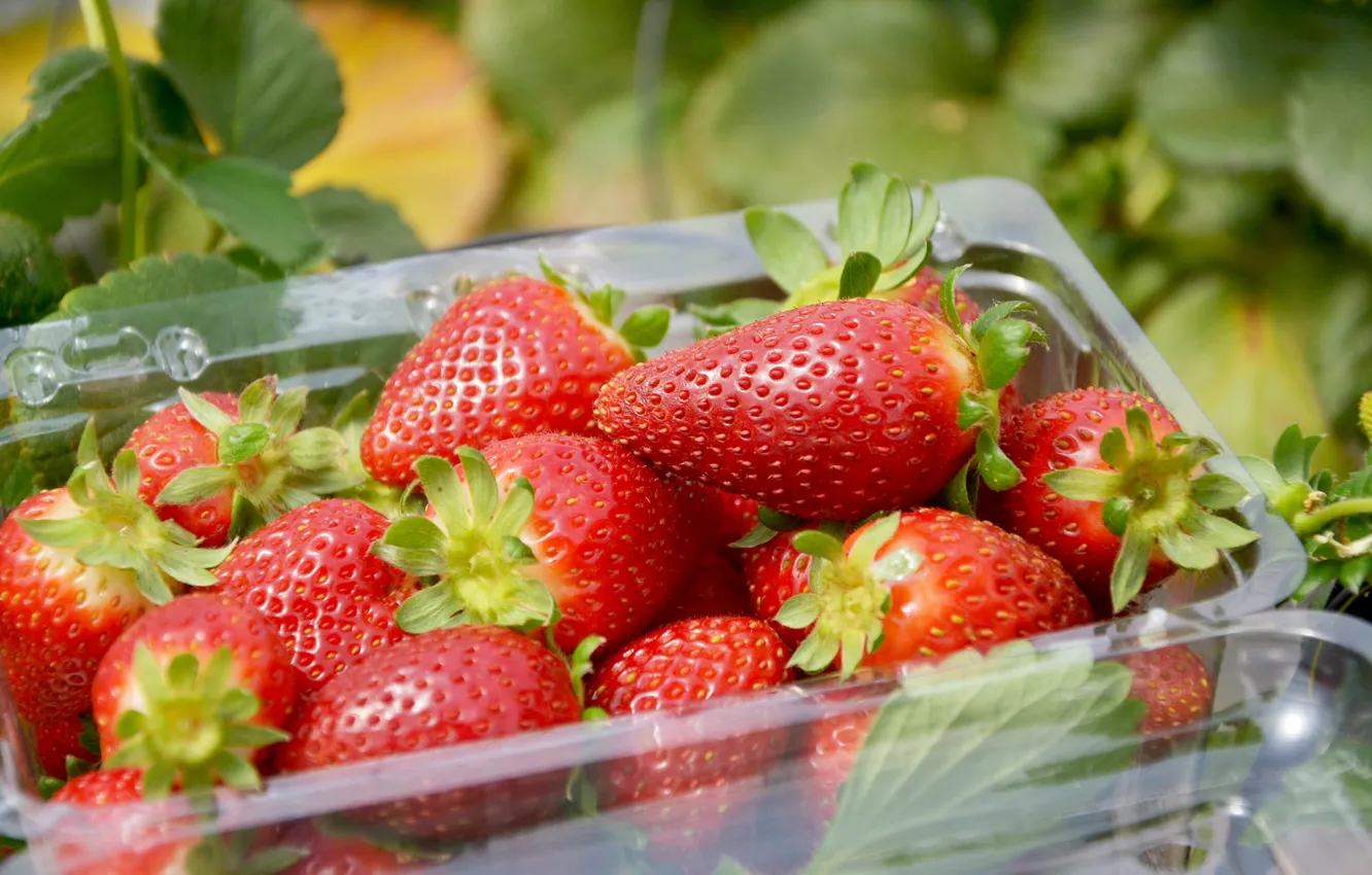 Photo wallpaper berries, strawberry, container, tray