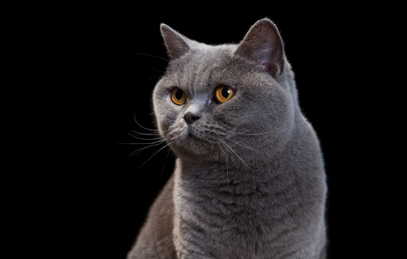 Photo wallpaper cat, cat, look, grey, portrait, black background, looks, mordaha