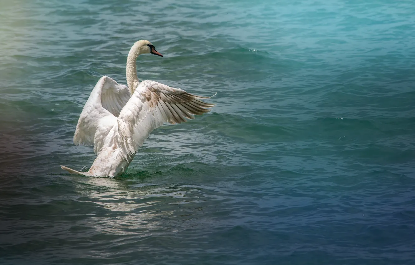 Photo wallpaper sea, water, bird, wings, swans, the rise, stroke