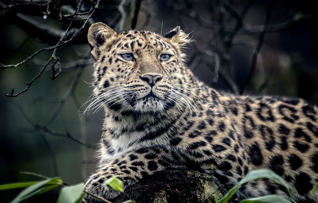 Photo wallpaper animal, predator, leopard