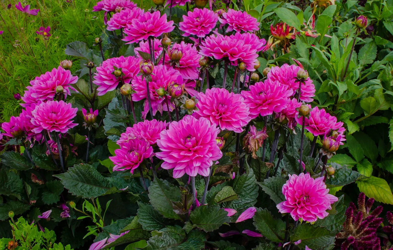 Photo wallpaper summer, flowers, raspberry, dahlias