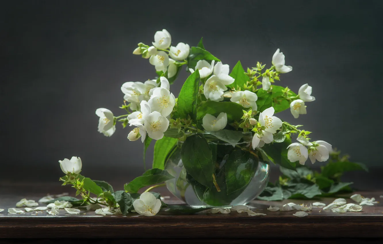 Photo wallpaper flowers, still life, Jasmine, Mock orange