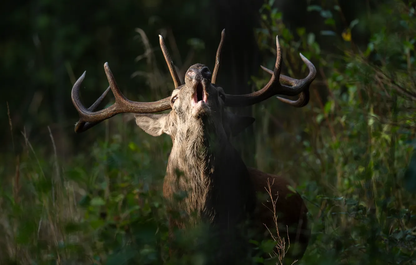 Photo wallpaper forest, face, light, branches, pose, deer, horns, bokeh