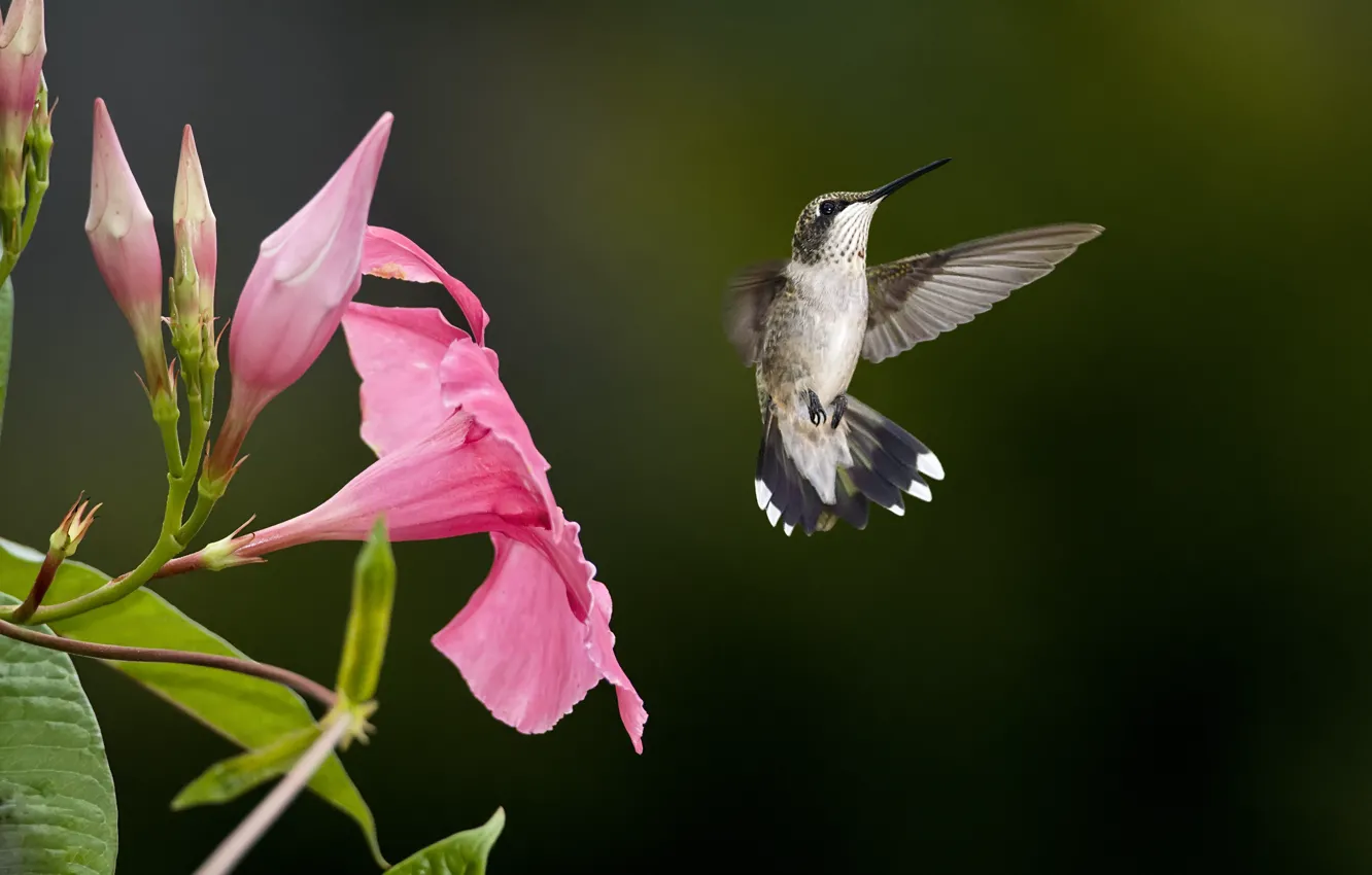 Photo wallpaper flower, pink, bird, blur, Hummingbird