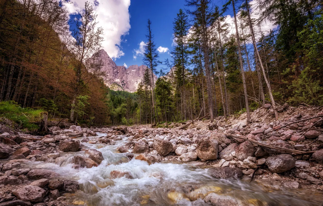 Photo wallpaper forest, mountains, river
