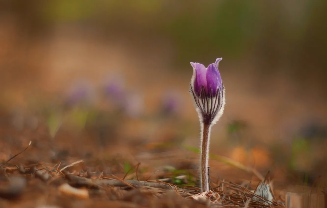 Photo wallpaper flowers, Rostock, lonely, on earth