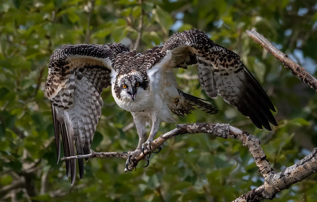 Photo wallpaper branches, bird, wings, osprey, hissa