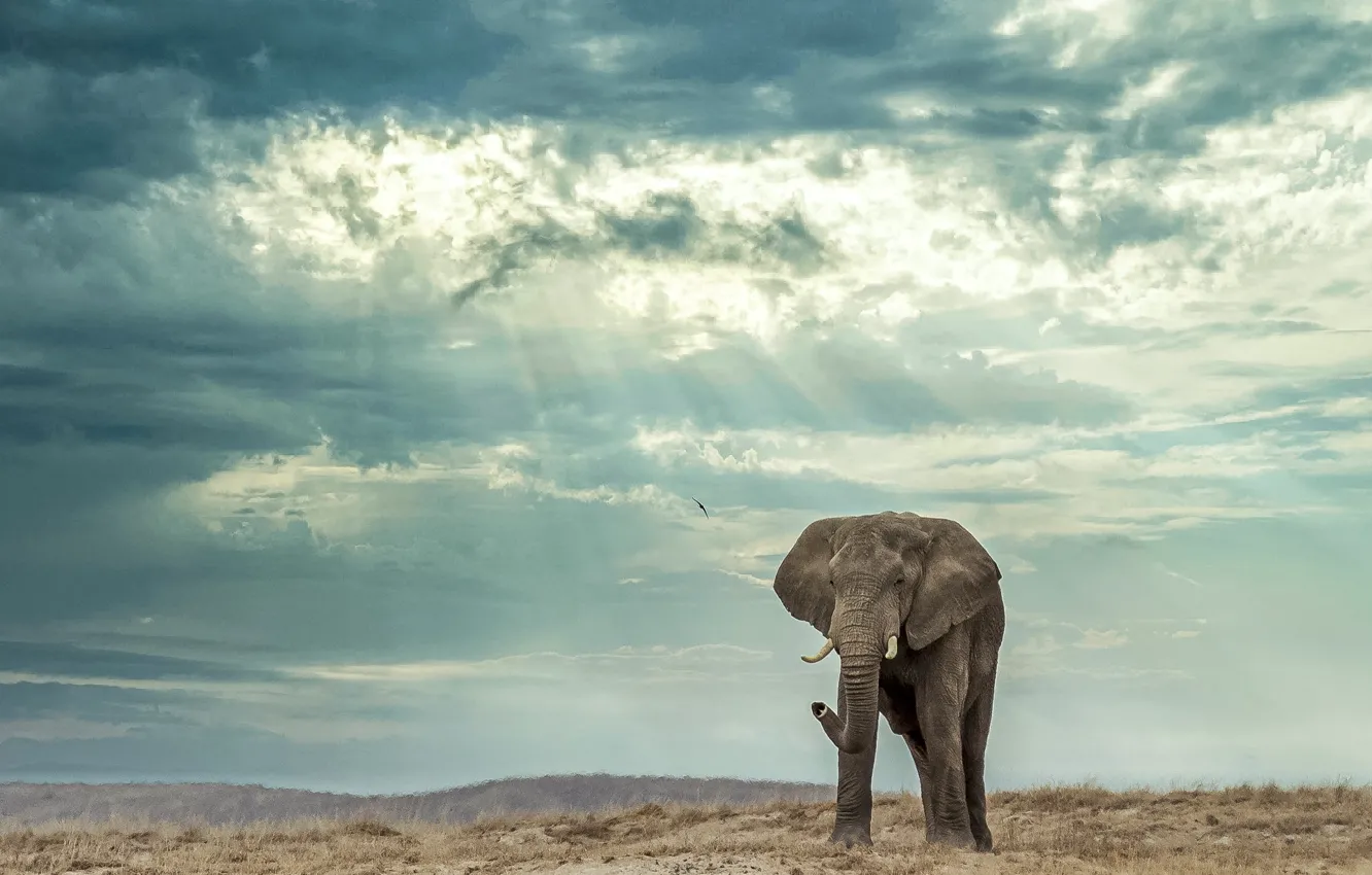 Photo wallpaper the sky, clouds, elephant