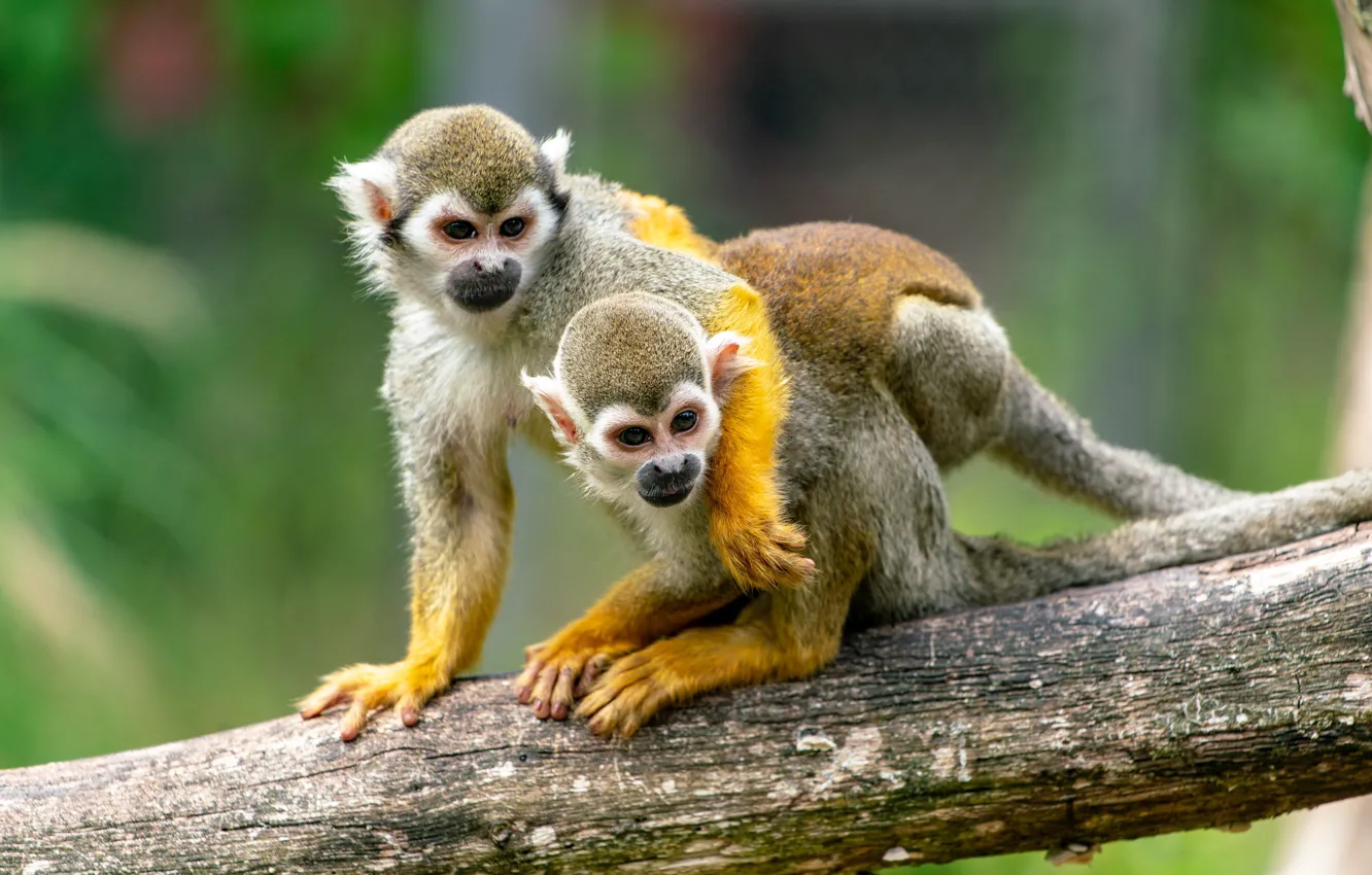 Photo wallpaper couple, amazon, squirrel monkey