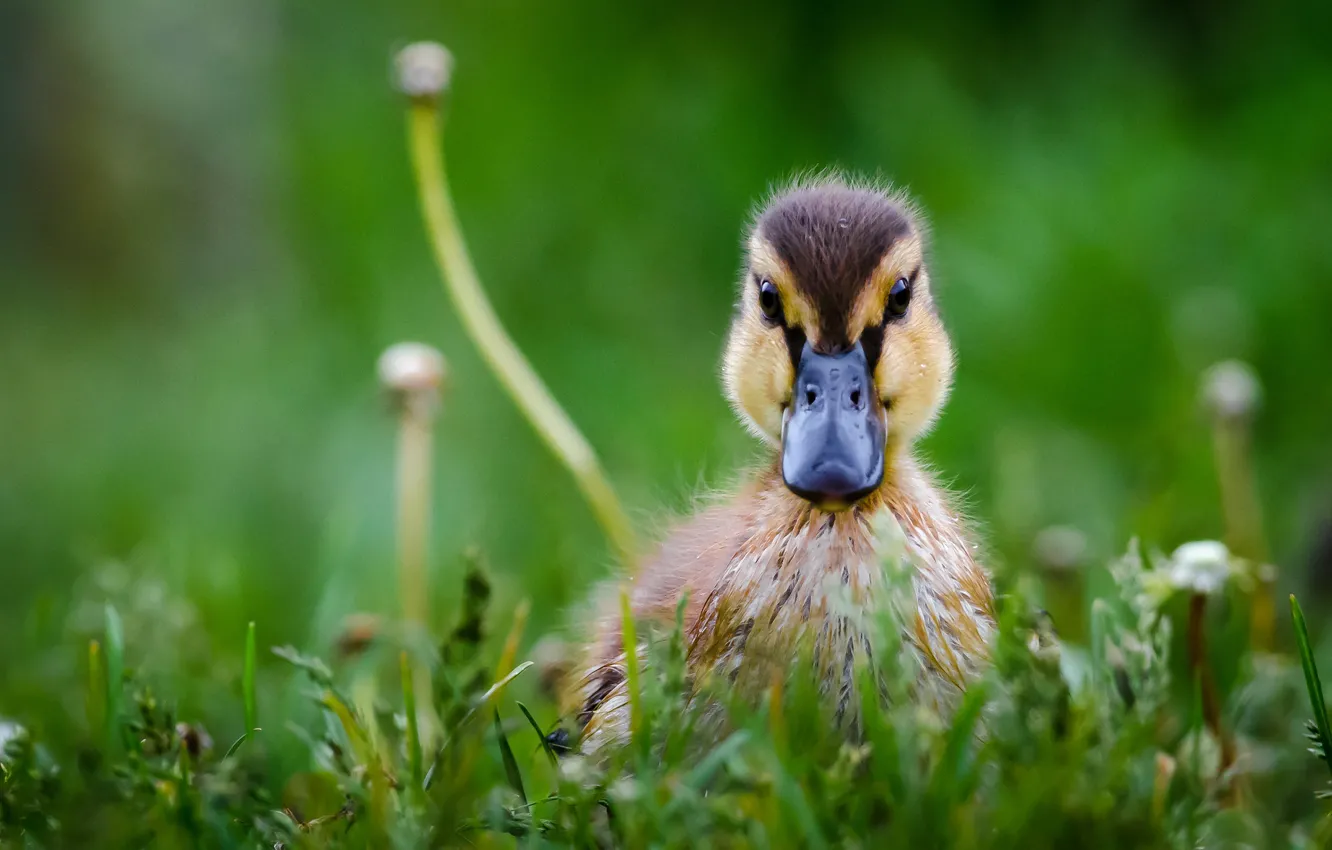 Photo wallpaper grass, drops, wet, bird, dandelions, duck, duck, chick