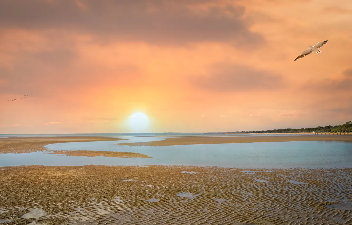 Photo wallpaper sand, sea, beach, the sky, the sun, clouds, flight, dawn