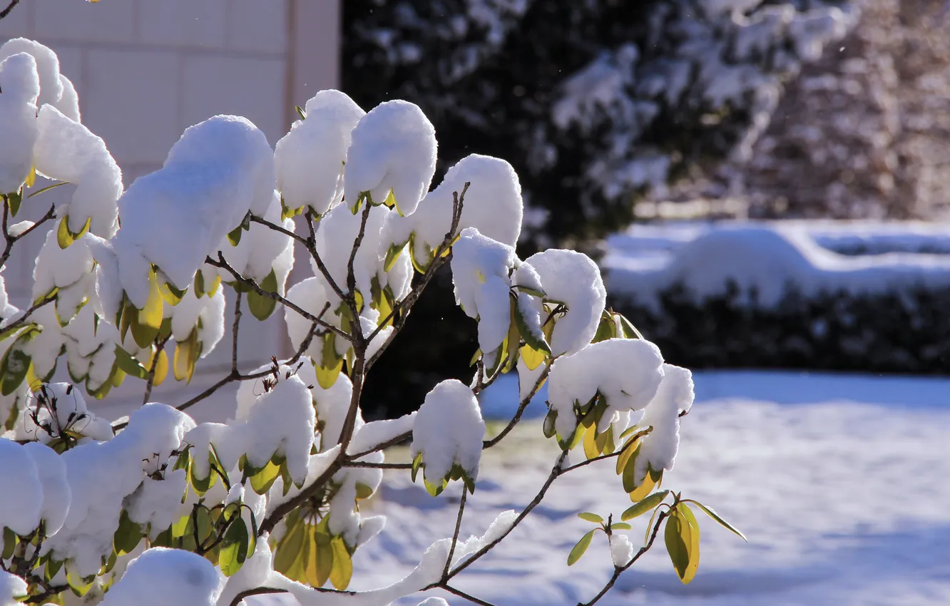 Photo wallpaper winter, snow, twig