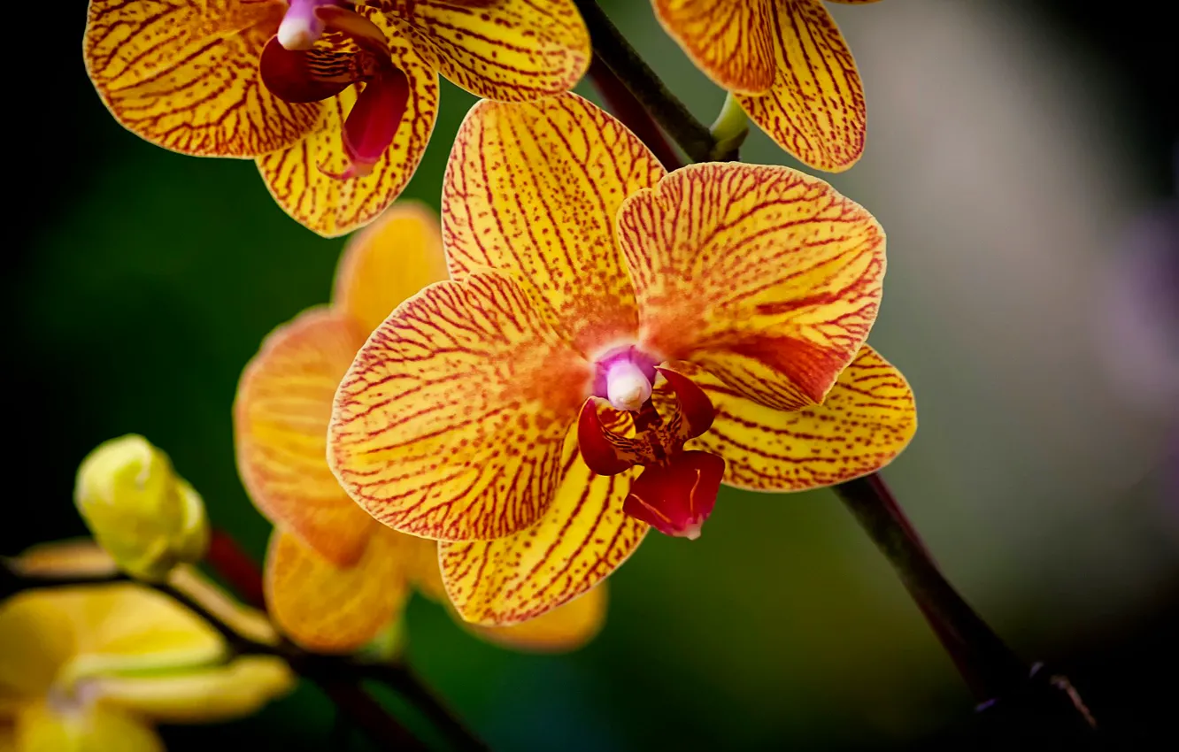 Photo wallpaper flower, yellow, flowers, orchids