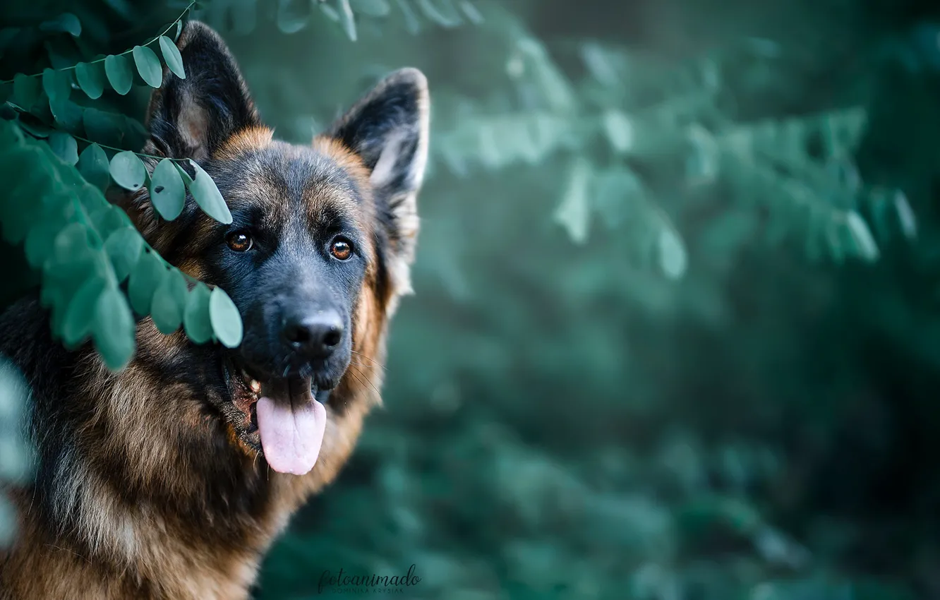 Photo wallpaper face, leaves, nature, animal, dog, dog, shepherd