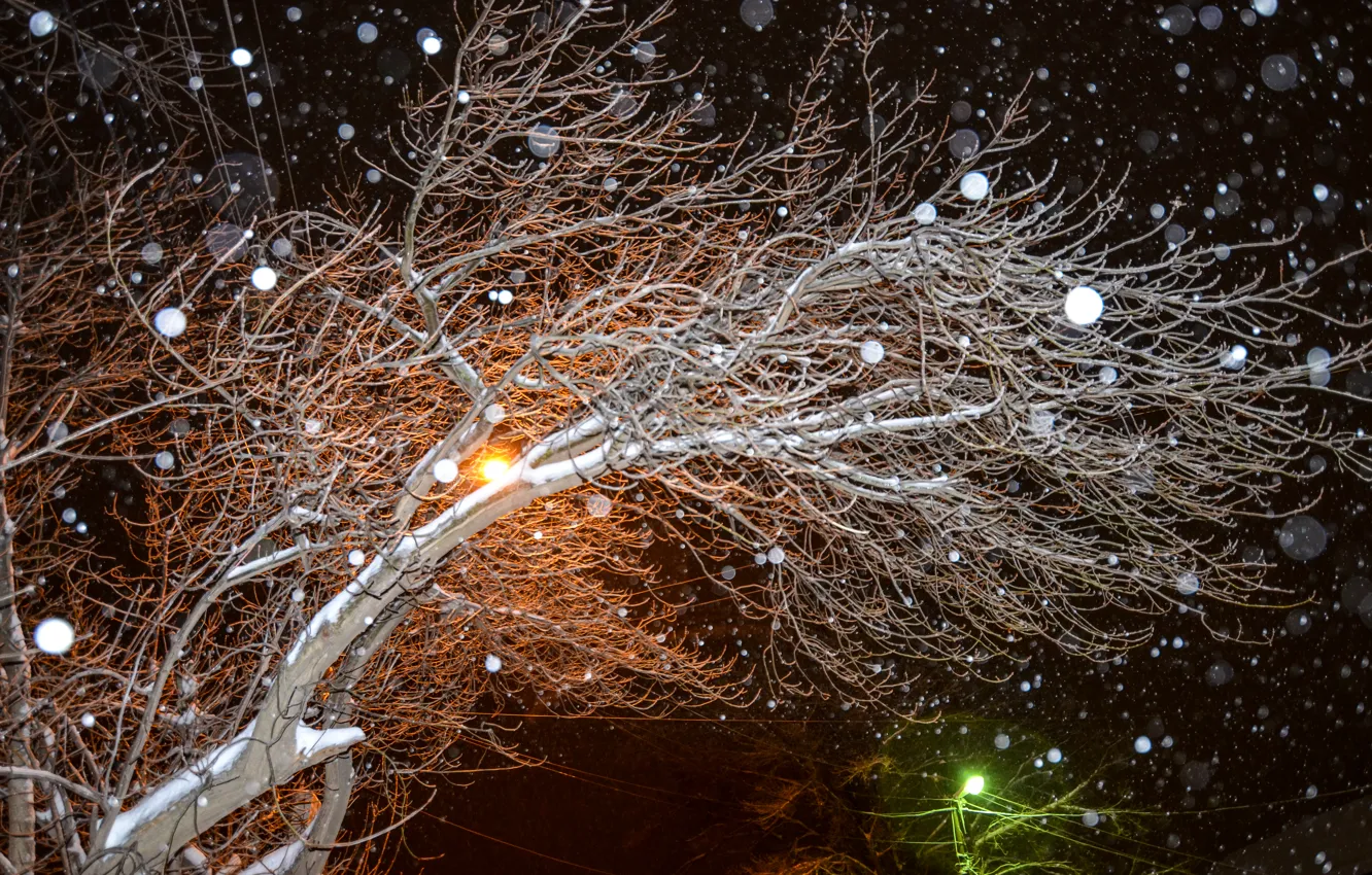 Photo wallpaper winter, snow, night, tree