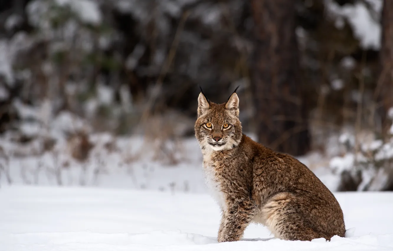 Photo wallpaper winter, look, snow, nature, lynx, face