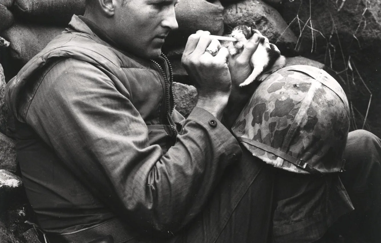 Photo wallpaper cat, helmet, American soldiers, pipette, 18 Oct, The Korean War, 1952, retro photography