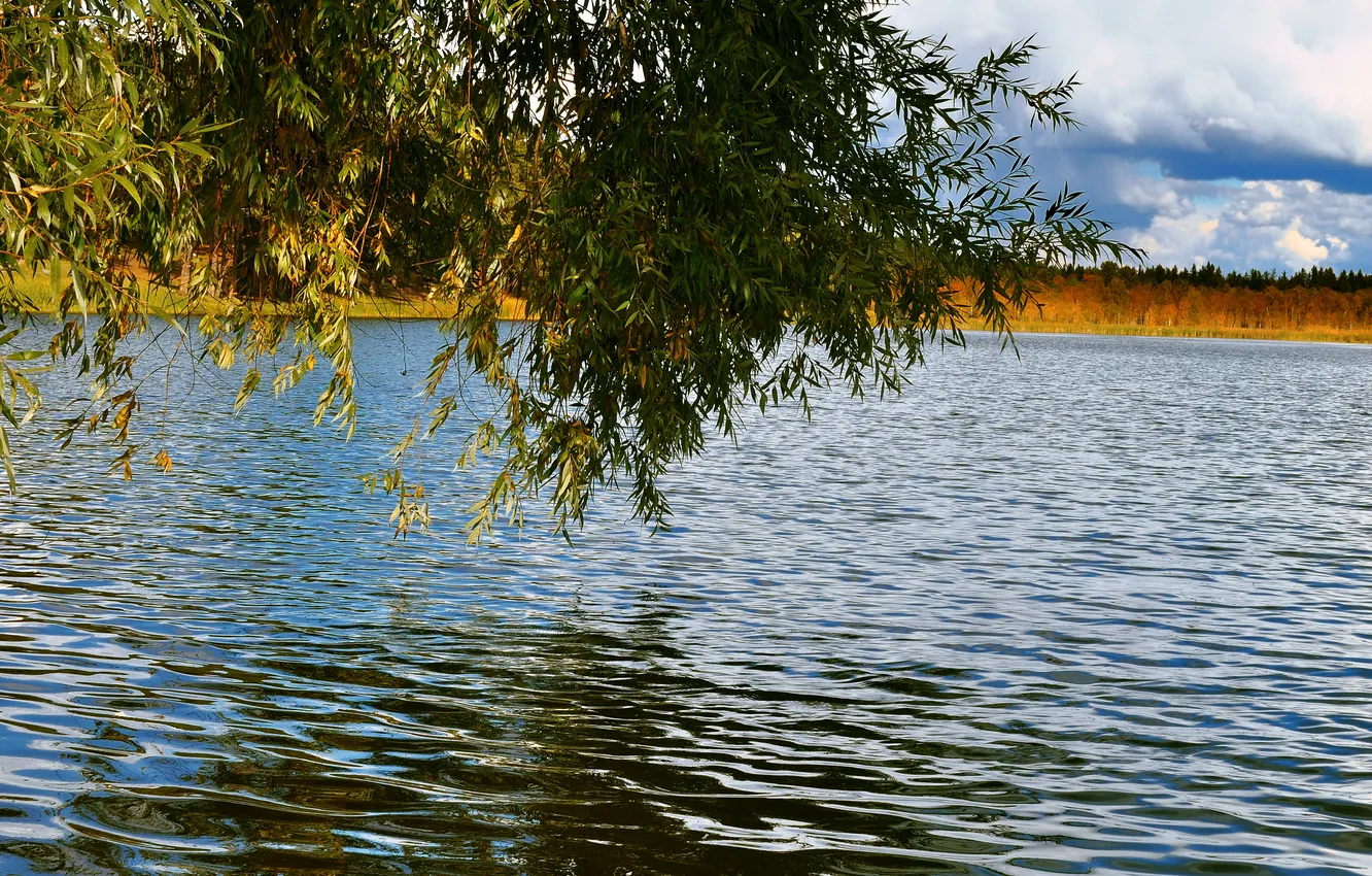 Photo wallpaper wave, leaves, lake, tree, willow