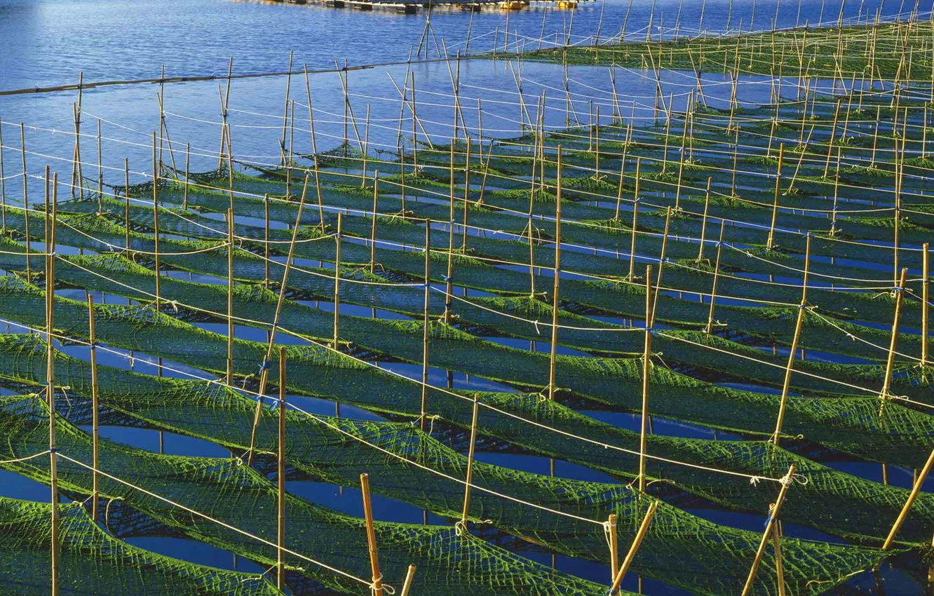 Photo wallpaper algae, Japan, farm, SIM
