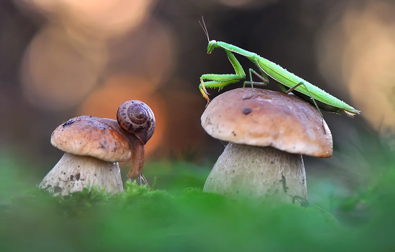 Photo wallpaper mushrooms, snail, mantis, Borovik