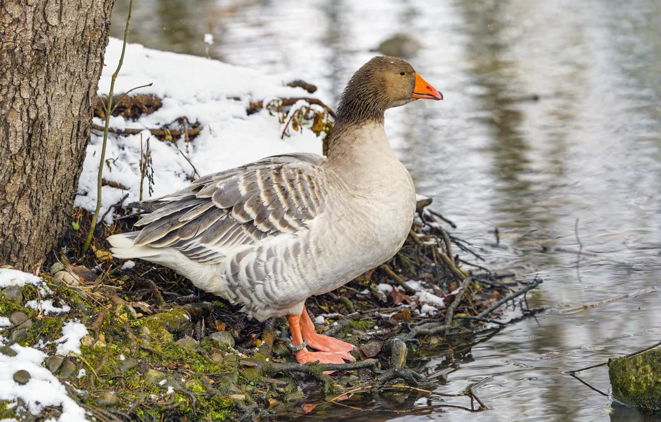 Photo wallpaper winter, snow, trees, branches, bird, shore, pond, geese