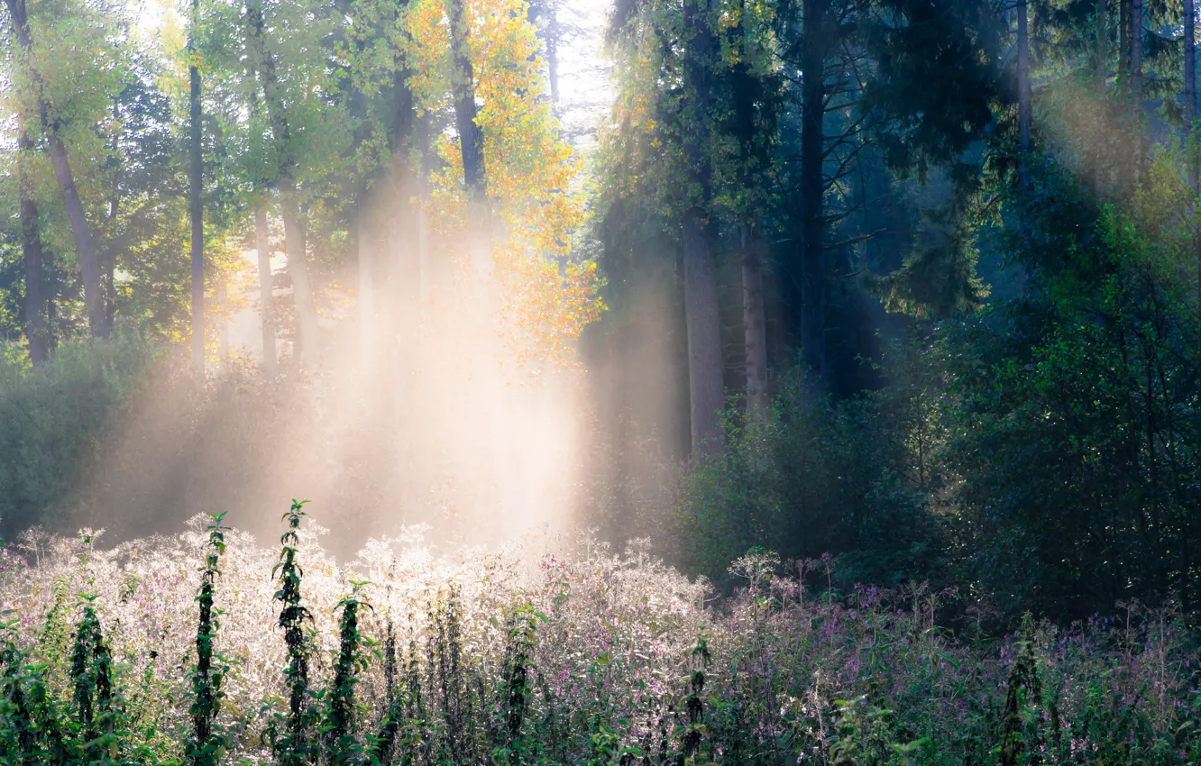 Photo wallpaper autumn, forest, grass, rays, light, trees