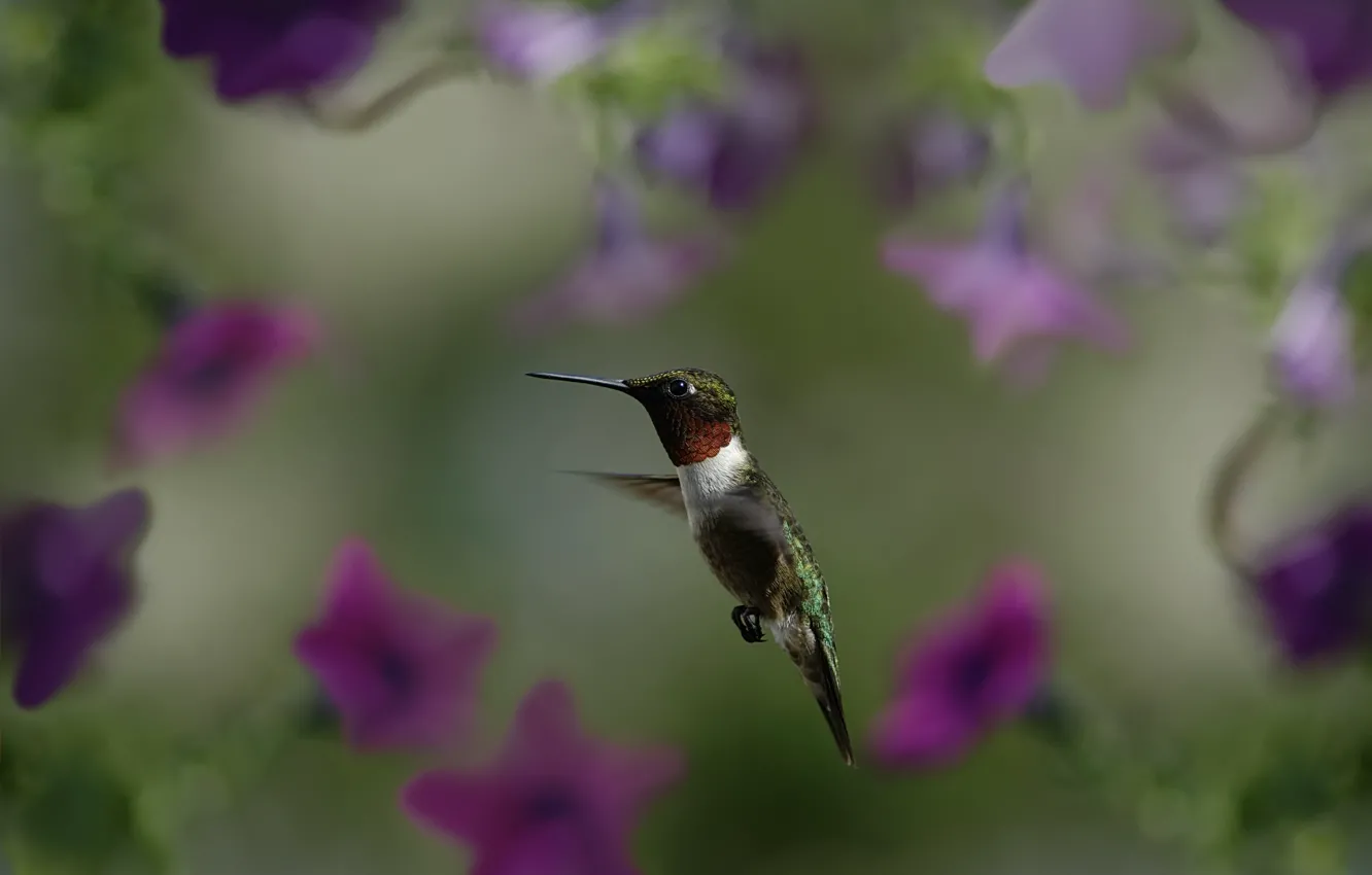 Photo wallpaper macro, flight, flowers, bird, blur, Hummingbird, bird