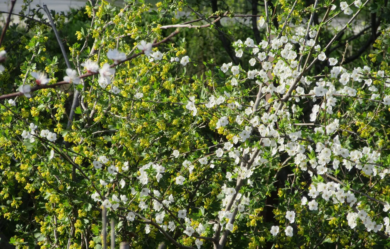 Photo wallpaper trees, the bushes, black currant, spring 2018, Mamala ©