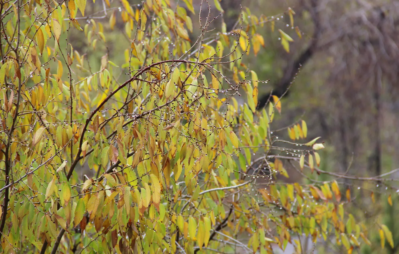 Photo wallpaper autumn, leaves, drops, rain