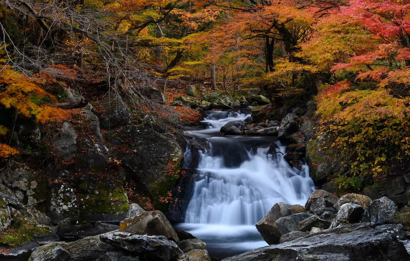 Photo wallpaper autumn, forest, foliage, waterfall