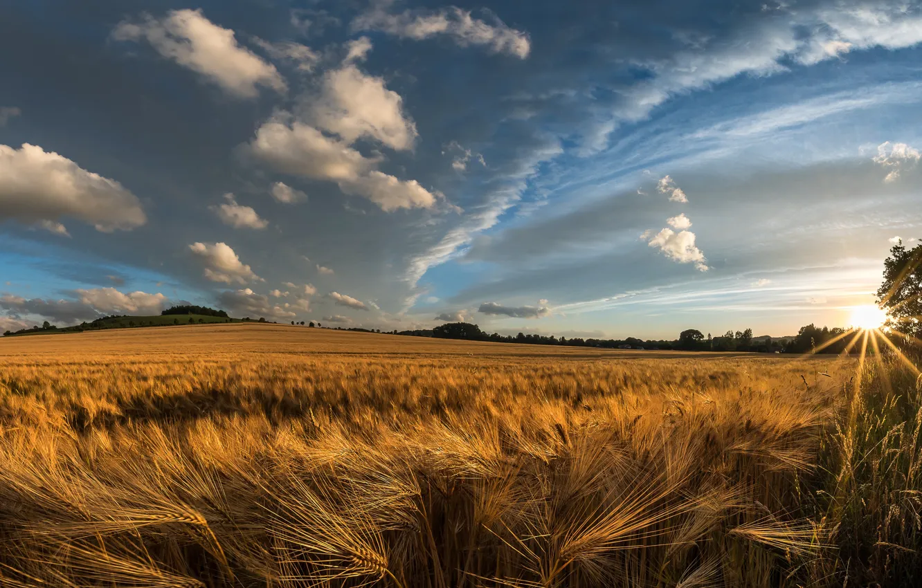 Photo wallpaper field, summer, the sun, clouds, rays, light, blue, mood